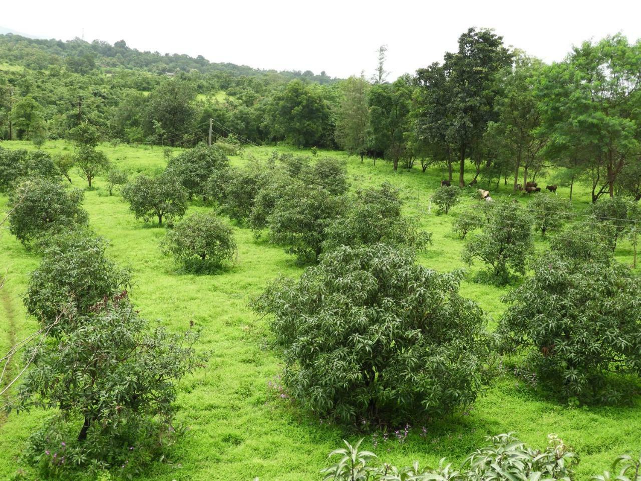 Dirghayu Farms Agri Resort Pvt Ltd Atgaon Экстерьер фото
